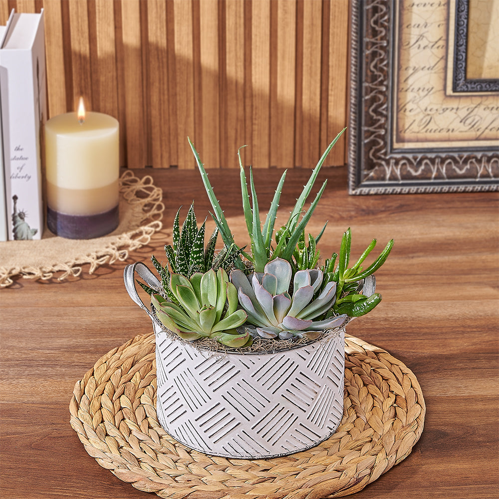 Succulent Planter Gift – how the gift is presented