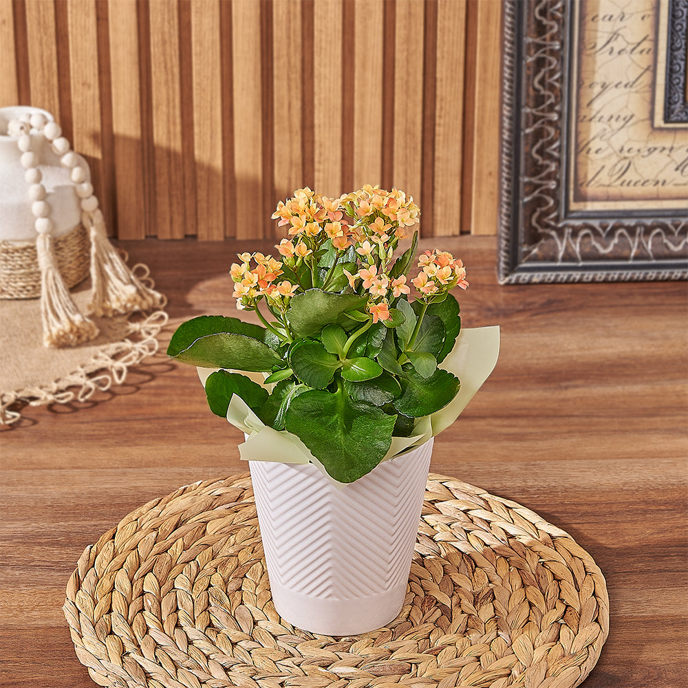 Kalanchoe Blooming Plant in Pot – how the gift is presented