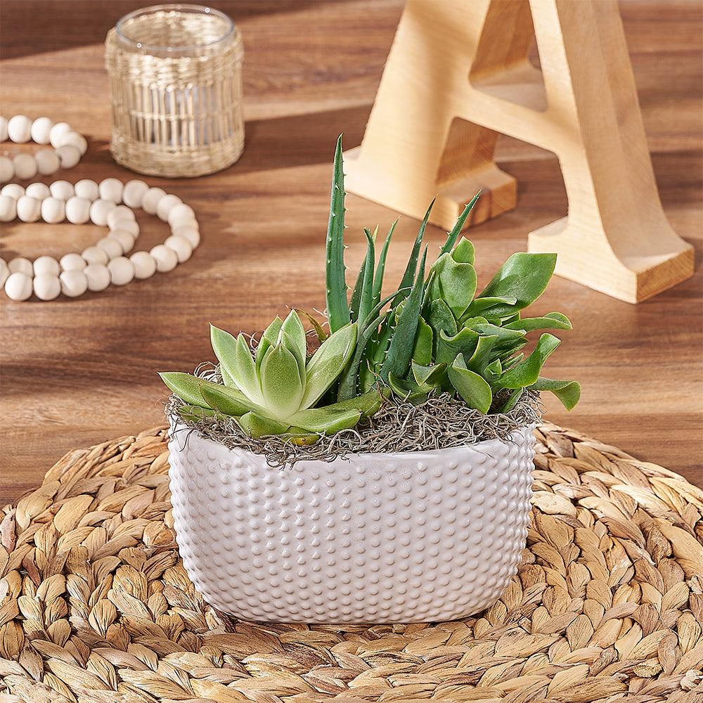 Elegant Succulent Garden in Textured White Planter – how the gift is presented