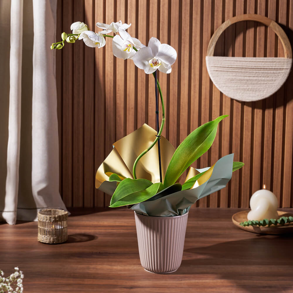 White Orchid Plant – how the gift is presented
