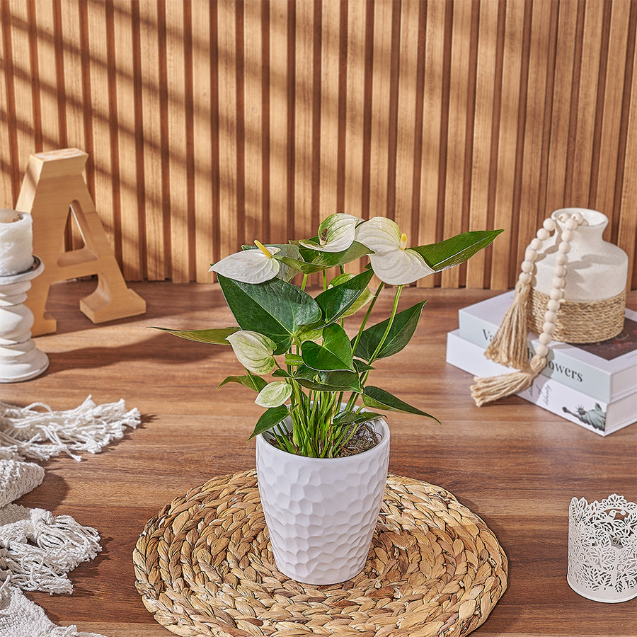 Send the White Anthurium Plant to anyone who loves a beautiful and natural plant gift, Los Angeles delivery