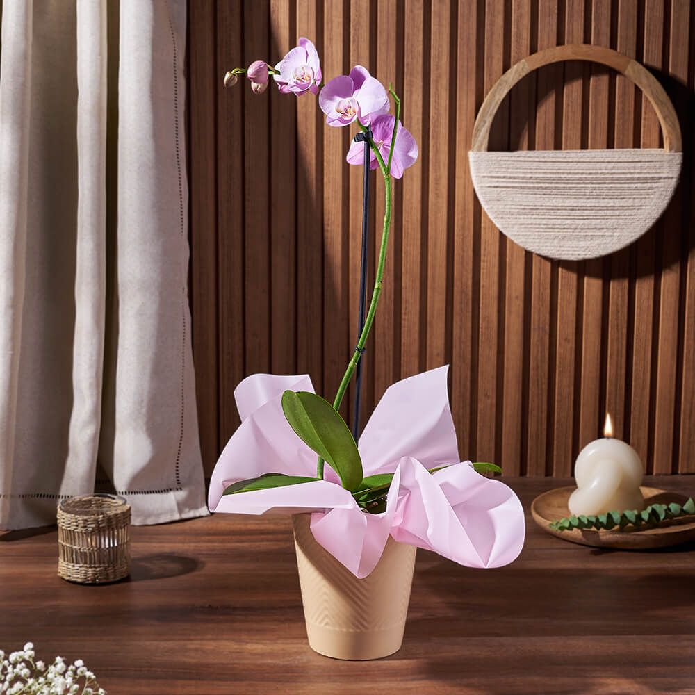 5-Inch Purple Phalaenopsis Orchid Flowering Plant – how the gift is presented