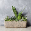 Little Oasis Succulent Garden from Los Angeles Baskets - Los Angeles Delivery