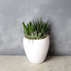 Potted Succulent Trio from Los Angeles Baskets - Los Angeles Delivery