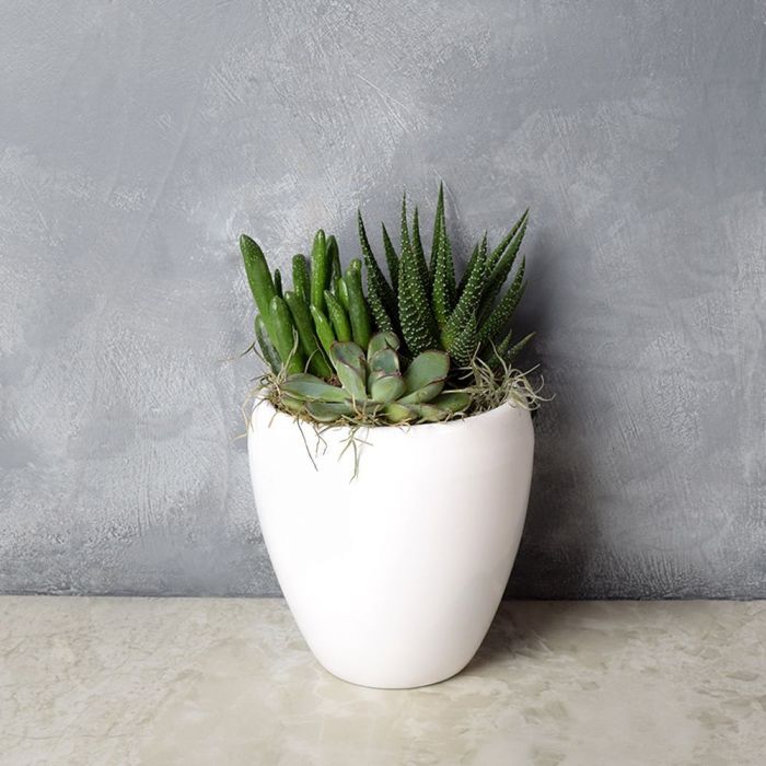 Potted Succulent Trio from Los Angeles Baskets - Los Angeles Delivery