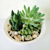 Shades of Green Succulent Garden from Los Angeles Baskets - Succulent Gift - Los Angeles Delivery