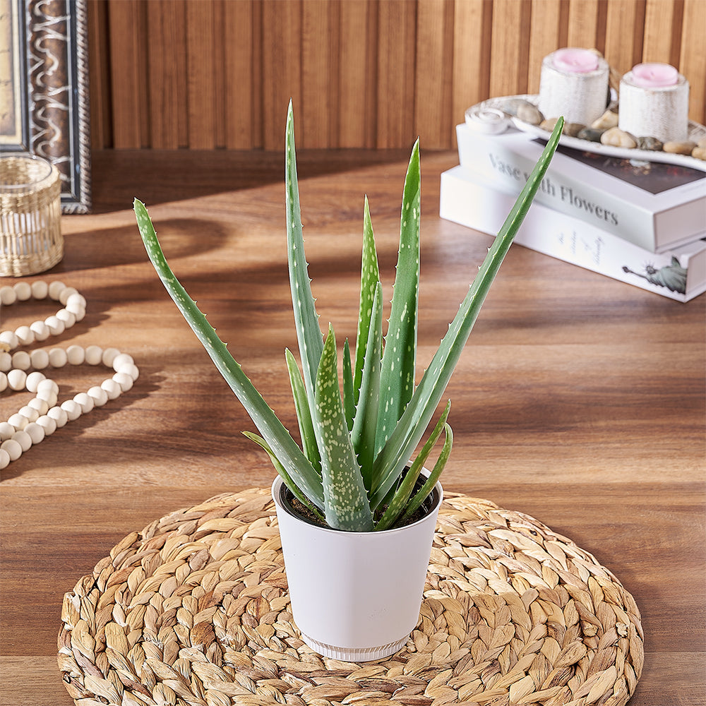Low-Maintenance Aloe Vera Succulent Plant – how the gift is presented