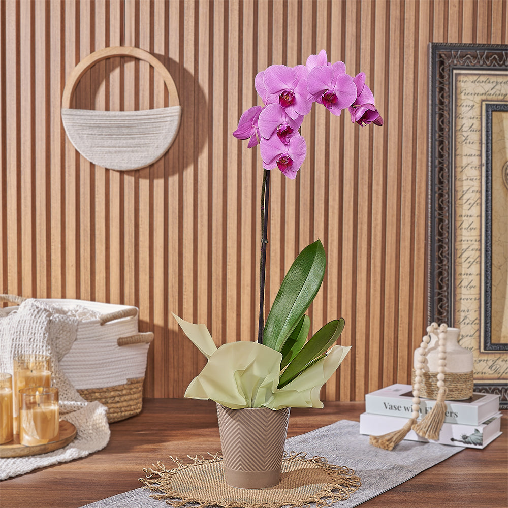 Premium Phalaenopsis Orchid Plant with Pink Blooms in Ceramic Pot – how the gift is presented