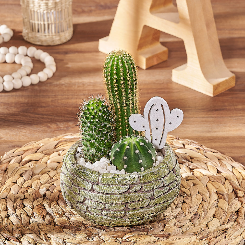 potted plant gift delivery Cactus Planter Gift - Plant gift baskets – Los Angeles delivery