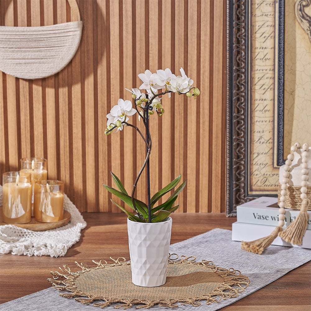 Premium White Phalaenopsis Orchid Plant with Ceramic Pot – how the gift is presented