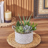 With the Generous Succulent Gift, enjoy a beautiful and vibrant plant gift that is sure to brighten up any space, Los Angeles delivery