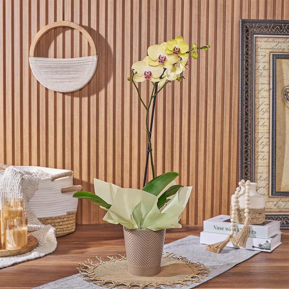 Yellow Orchid Plant with Ceramic Pot – how the gift is presented