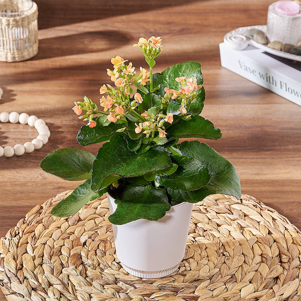 kalanchoe house plant Kalanchoe Plant - Plant gift baskets – Los Angeles delivery