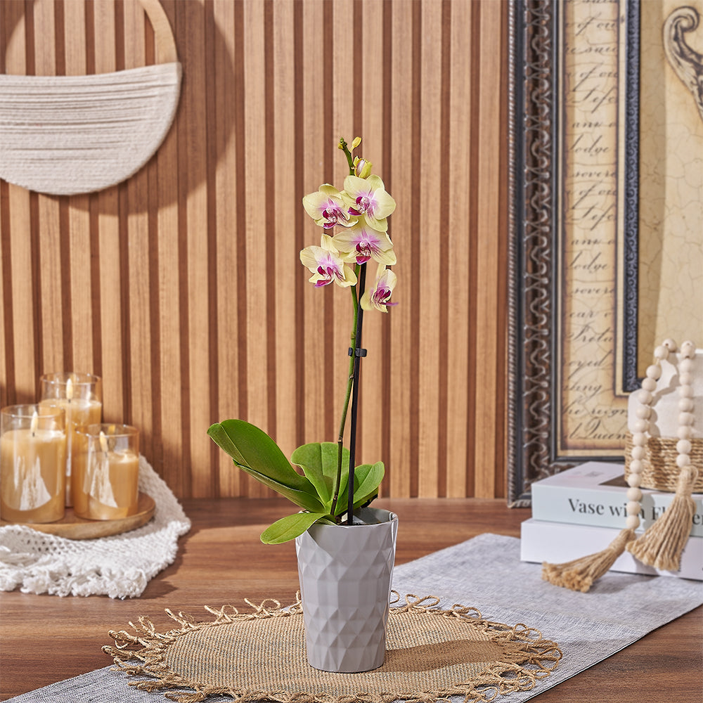 Modern Mini Phalaenopsis Orchid Plant with Yellow Blooms – how the gift is presented
