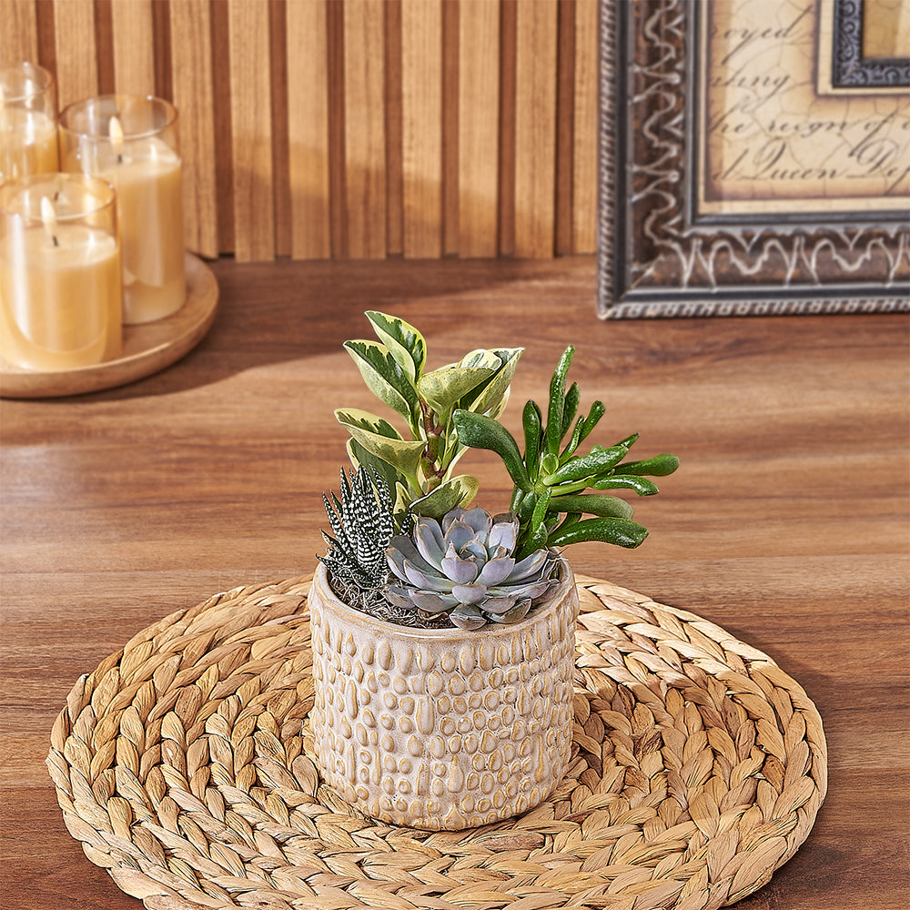 succulent plants gifts Natural Succulent Plant Gift - Plant gift baskets – Los Angeles delivery