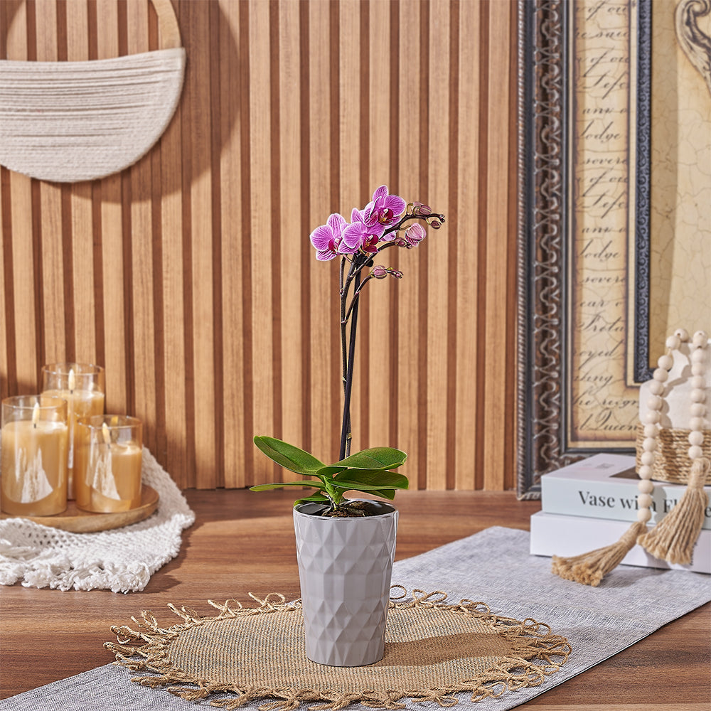 Delicate Mini Phalaenopsis Orchid Planter with Pink Blooms – how the gift is presented