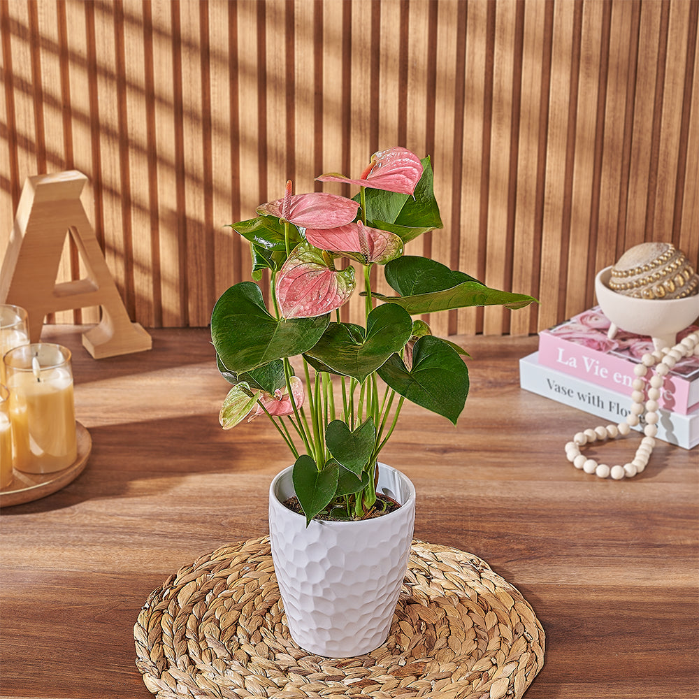 Premium Pink Anthurium Potted Plant – how the gift is presented