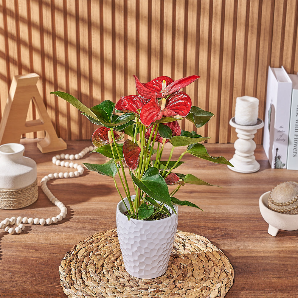 anthurium flower pots Potted Anthurium Plant – Plant gift baskets – Los Angeles delivery