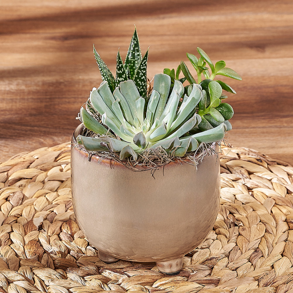 trio of succulents Potted Succulent Trio – Plant gift baskets – Los Angeles delivery