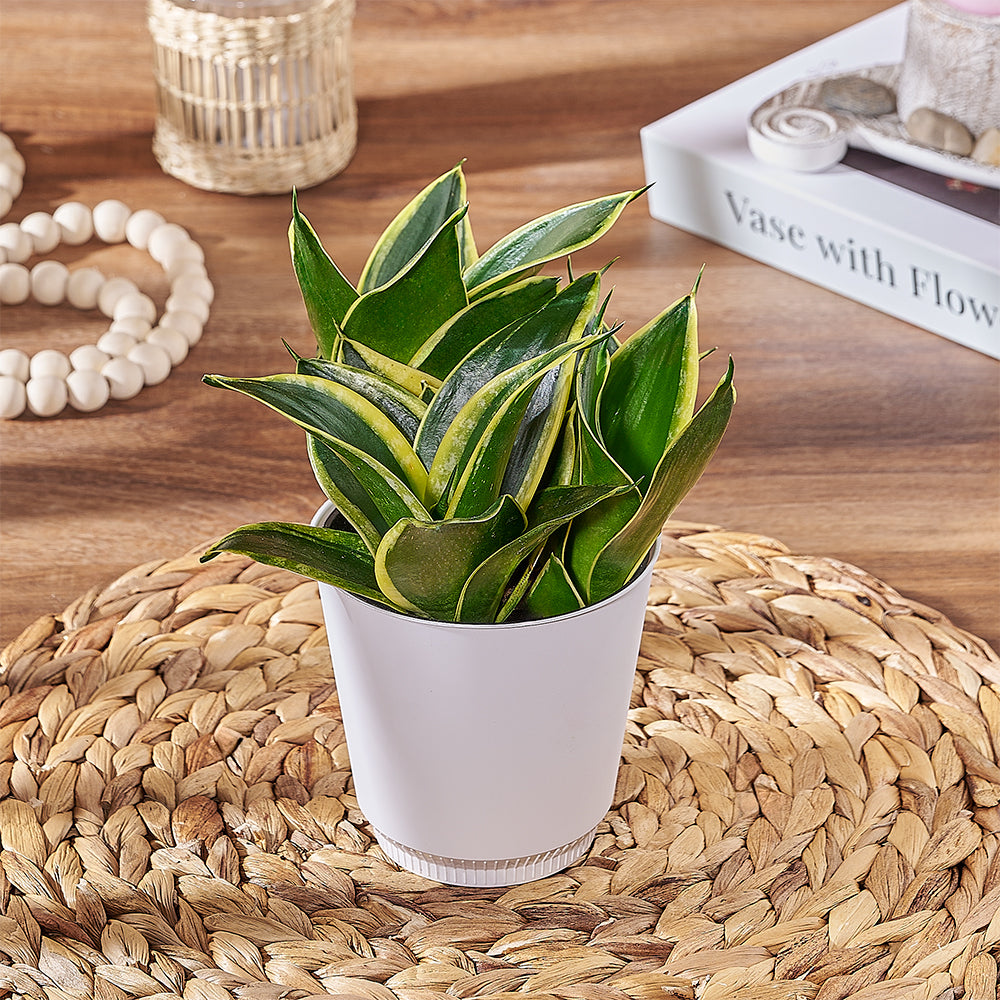 Succulent Sansevieria Plant – how the gift is presented