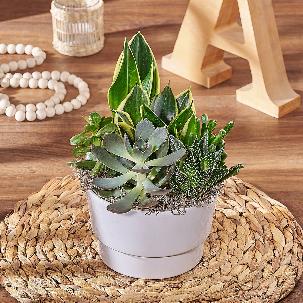 succulent plants gift Succulent Garden Arrangement - Plant gift baskets – Los Angeles delivery
