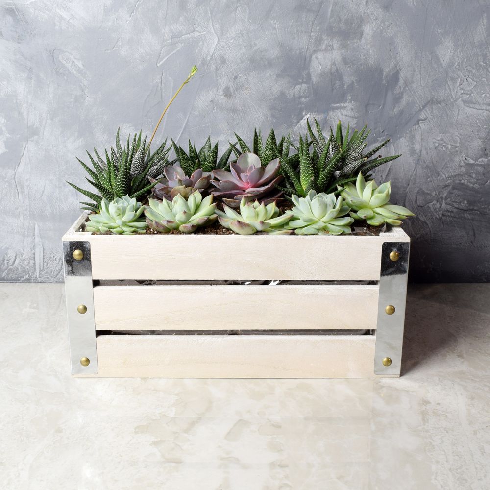 Amesbury Succulent Crate from Los Angeles Baskets - Los Angeles Delivery