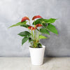 Potted Anthurium Plant from Los Angeles Baskets - Plant Gift - Los Angeles Delivery