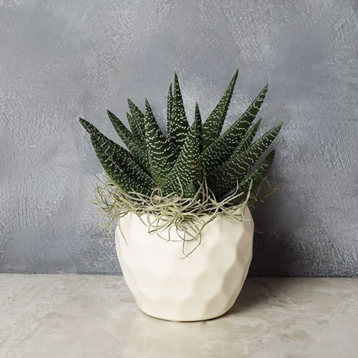 Potted Zebra Plant Succulent from Los Angeles Baskets - Los Angeles Delivery