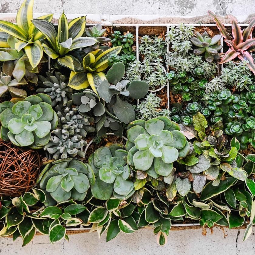 Succulents &amp; Cacti From Los Angeles Baskets - Los Angeles Delivery